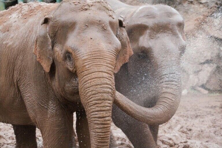 belfast zoo elephants