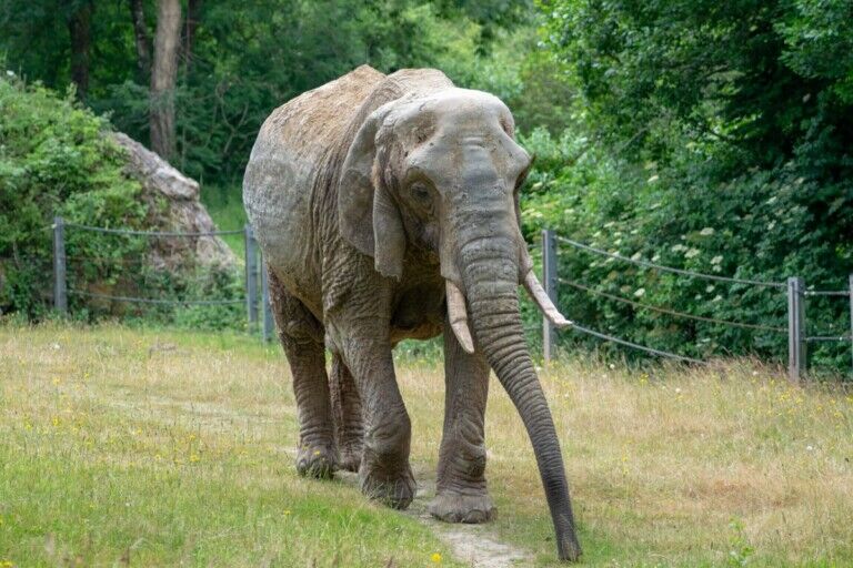 paignton zoo duchess elephant