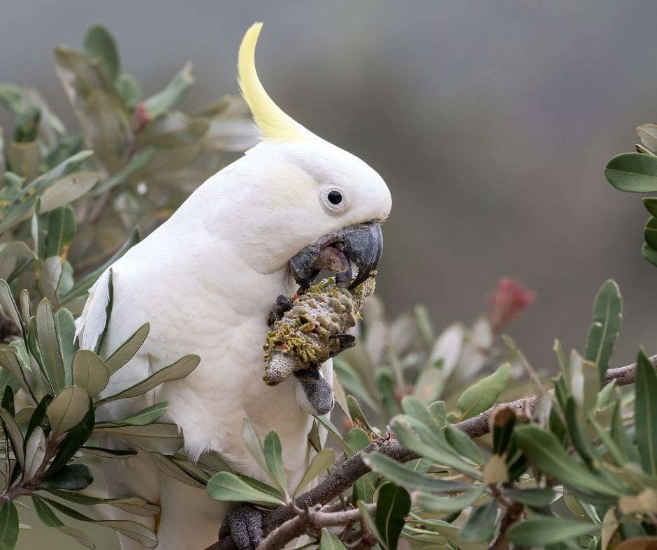 Species360 Cockatoo