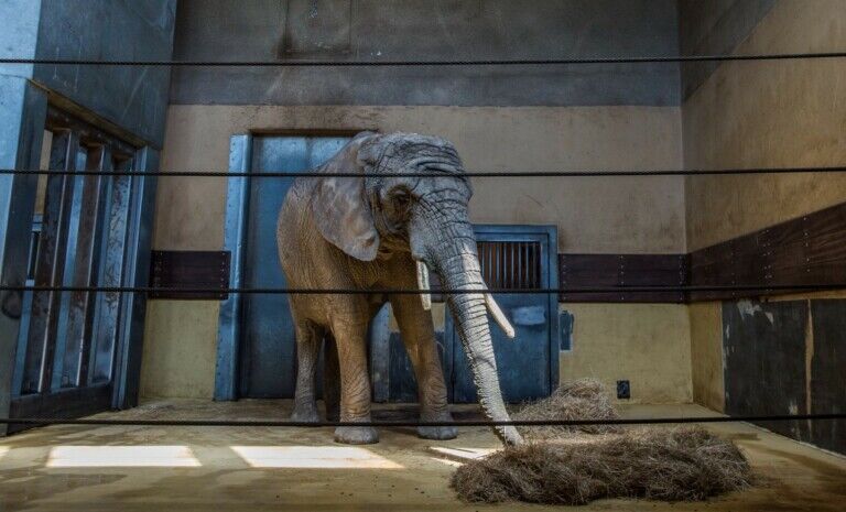 born free elephant zoo