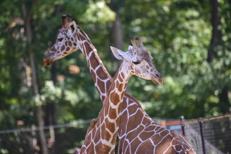 Giraffes at Maryland Zoo