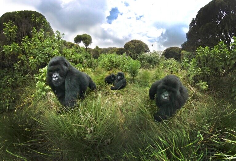 Immotion Group VR Gorilla Trek VR experience
