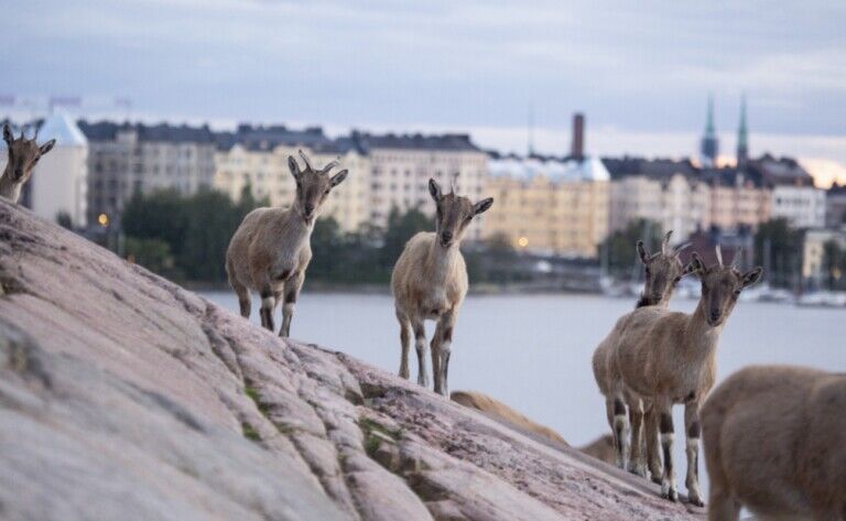 AZA goats