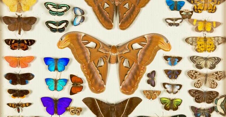 natural history museum collections