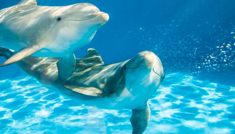 seaworld orlando dolphins