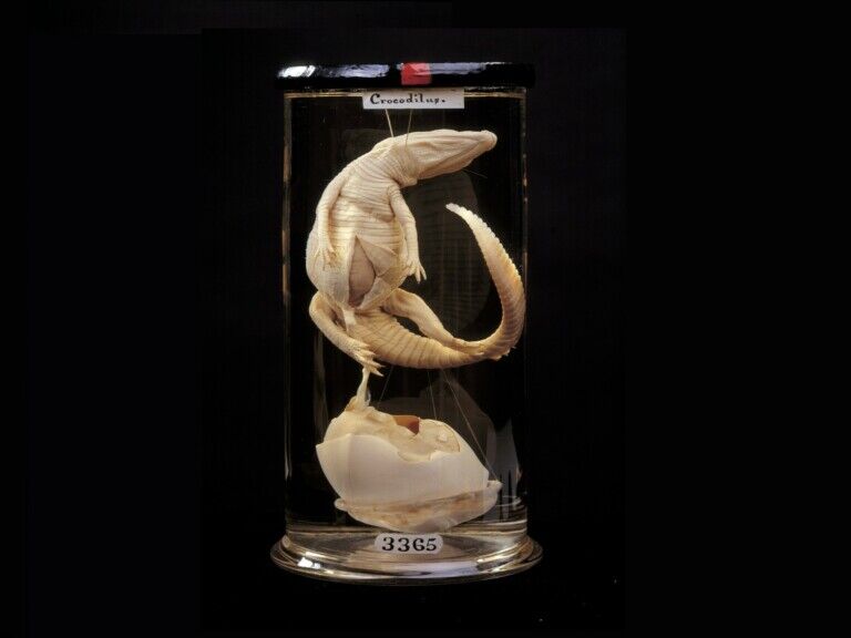 hunterian museum specimen