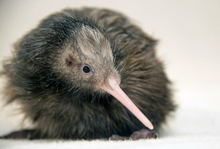 kiwi zoo miami