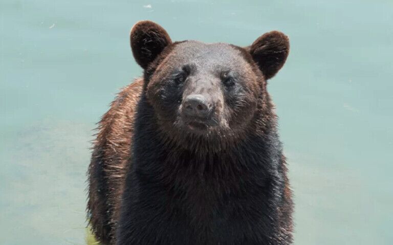 american black bear marineland