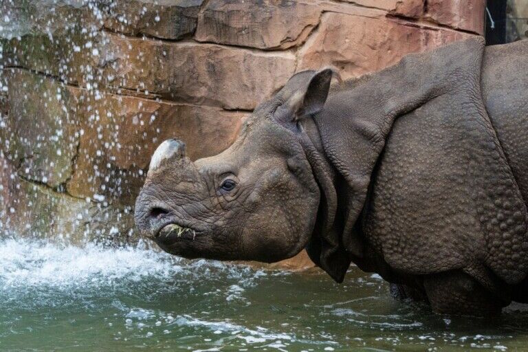 dan pearlman Group Rhinoceros Pagoda