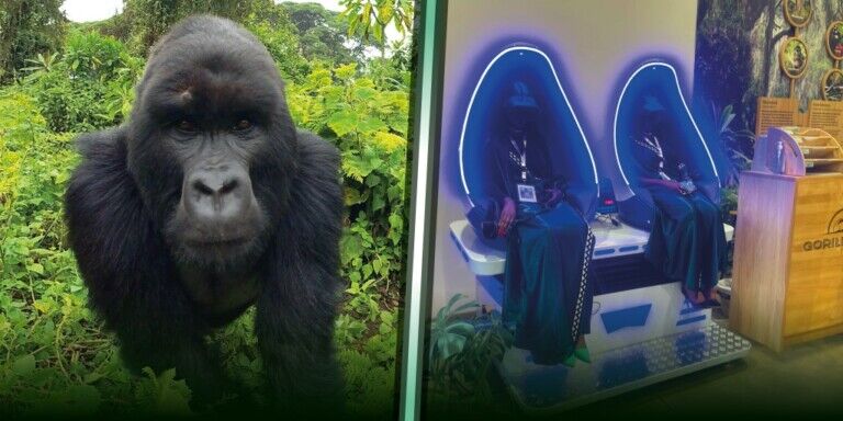 Immotion Gorilla Trek