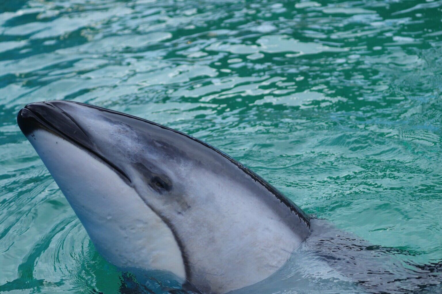 The dolphin company files for bankruptcy in us blooloop