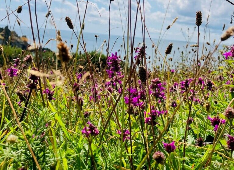 eden project wildflower bank