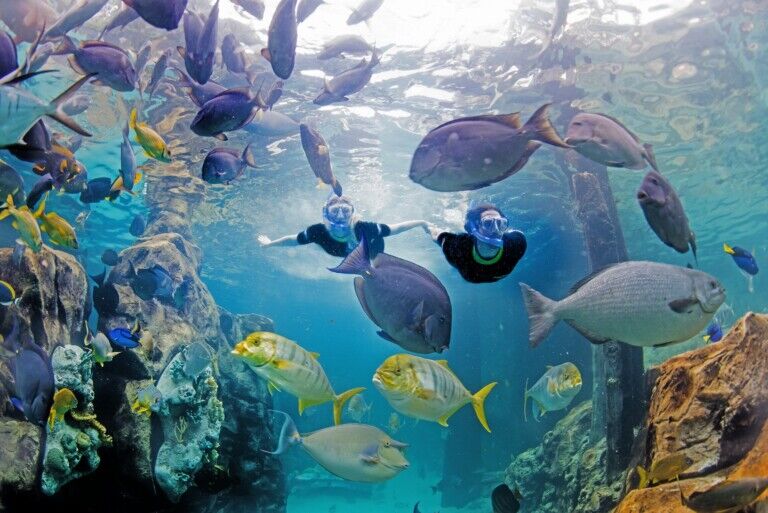 seaworld discovery cove