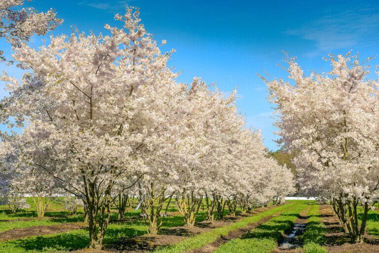 trees in theme parks van den berk Prunus The Bride