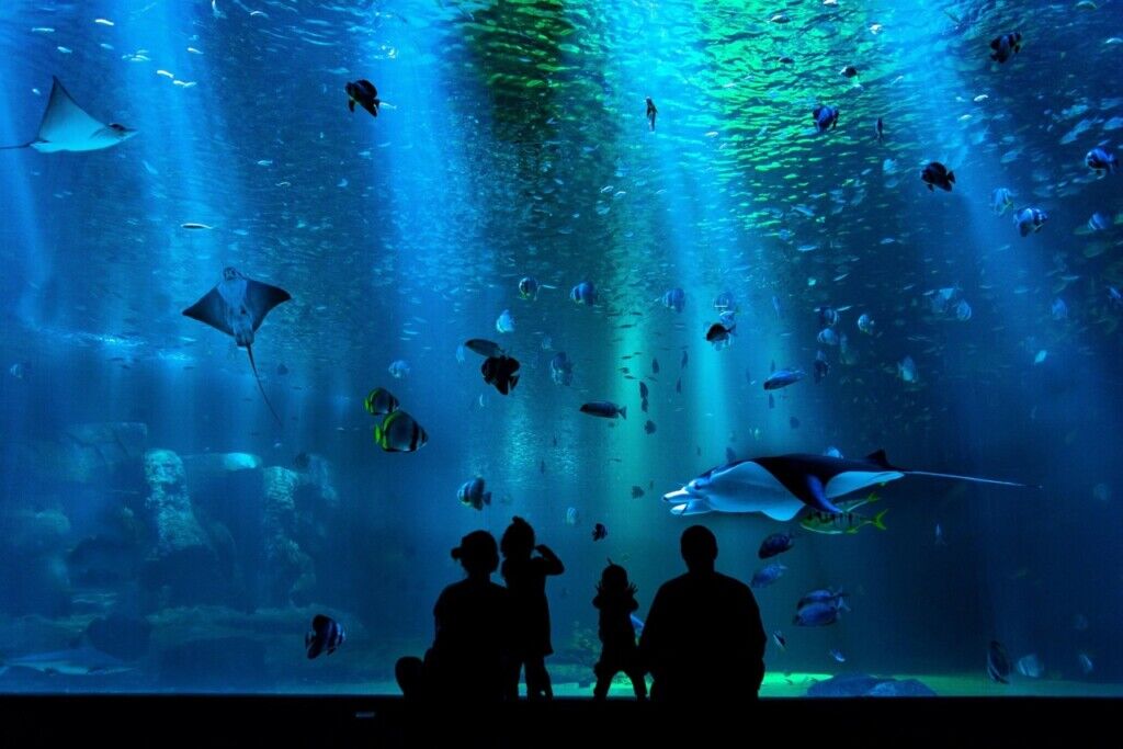 Aquarium Conservation Partnership (ACP) large aquarium tank with fish and visitors silhouetted.