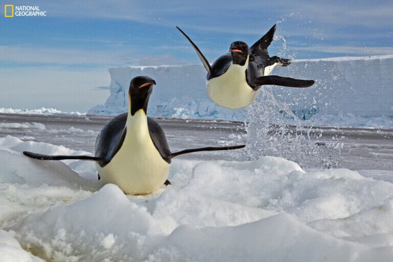 National-Geographic-Greatest-Wildlife-Photographers