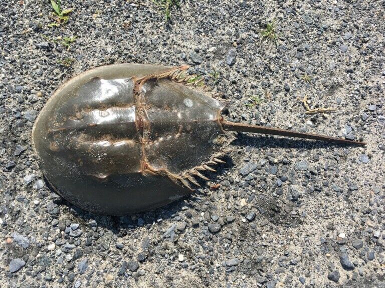 horseshoe crab