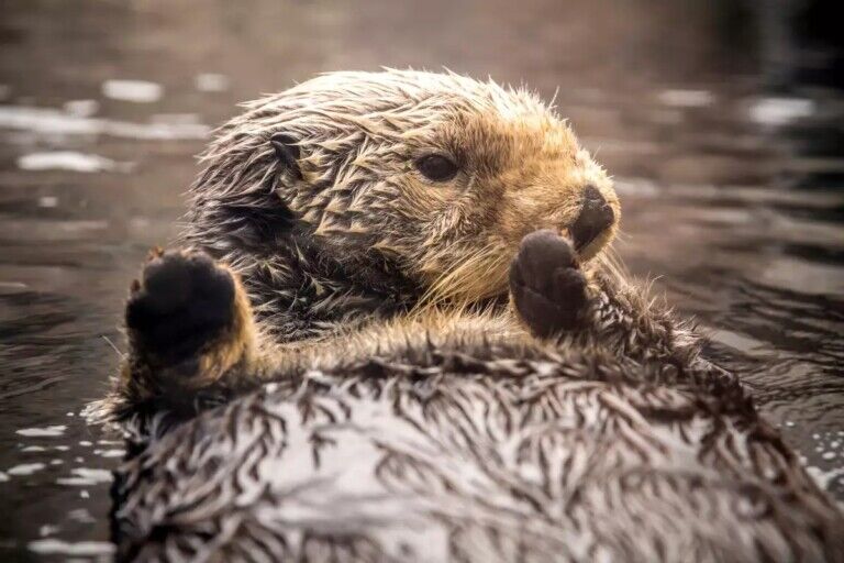 rosa the otter monterey bay aquarium