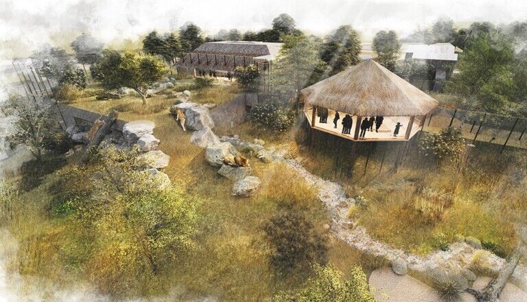 colchester zoo lion habitat