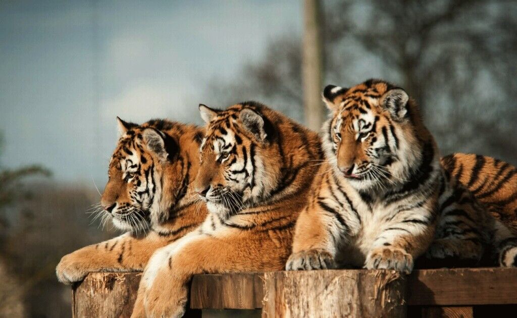 3 Tigers lying down