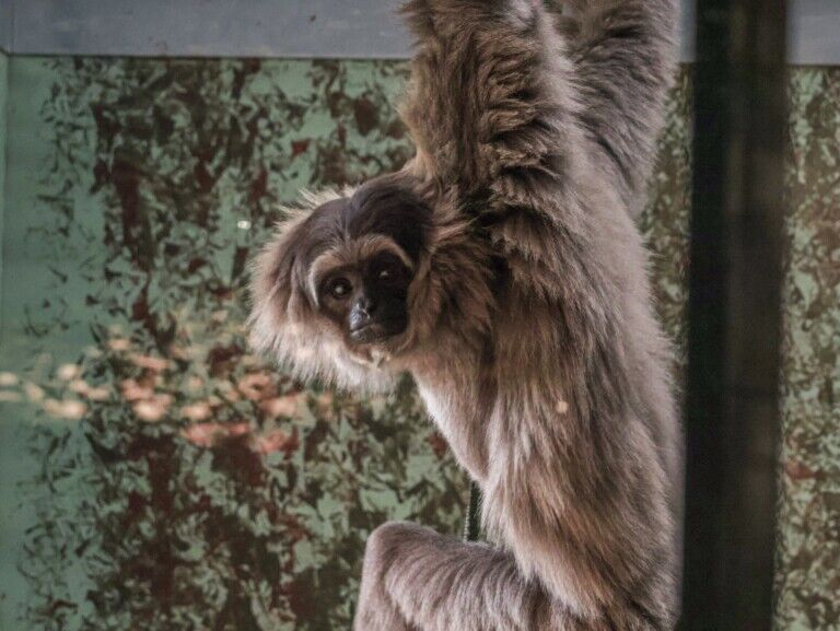 twycross zoo silvery gibbon
