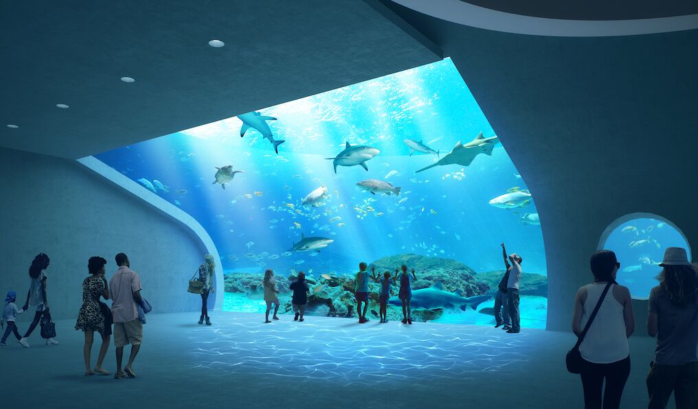 Watch puppies react to sting rays, sharks, more at Australia aquarium – USA Today
