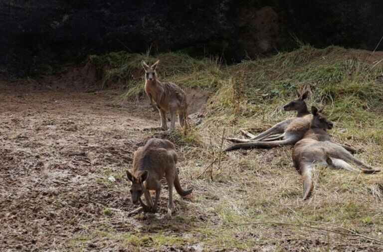 belfast zoo kangaroos