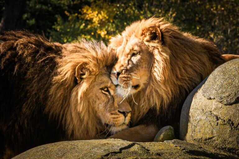 wellington zoo
