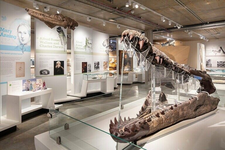 dorset museum
