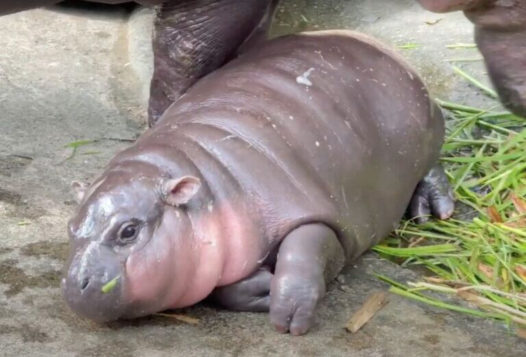 moo deng baby pygmy hippo