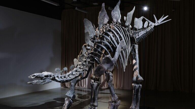 apex stegosaurus american museum of natural history