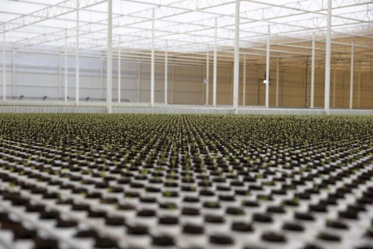 neom topian greenhouse