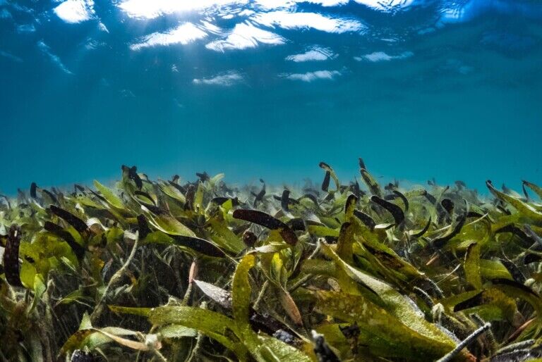 red sea global