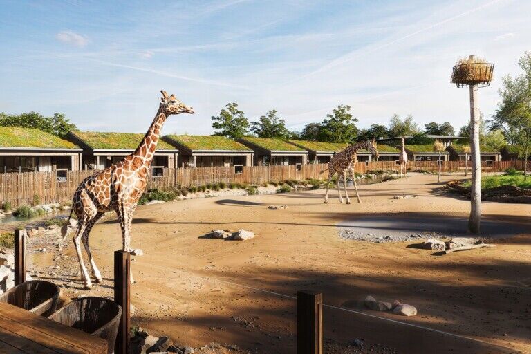 chester zoo the reserve lodges