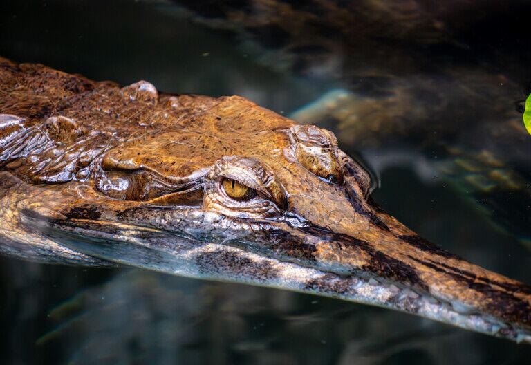 La Ferme aux Crocodiles - Réserve Tropicale