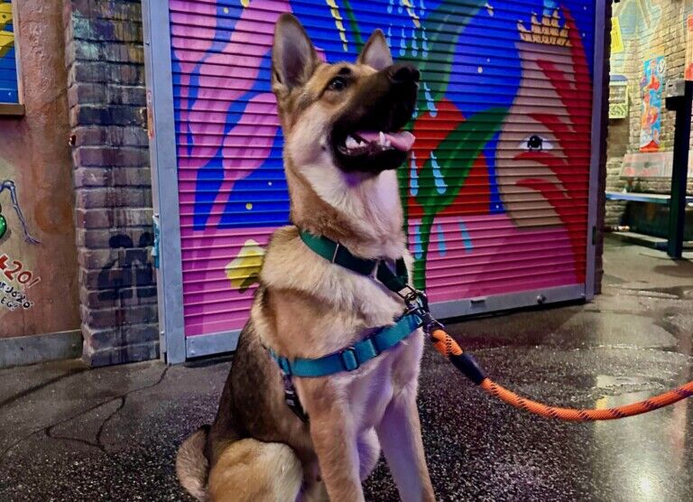 meow wolf dog adoption event