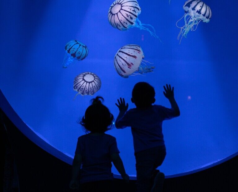 seaworld san diego jellyfish experience