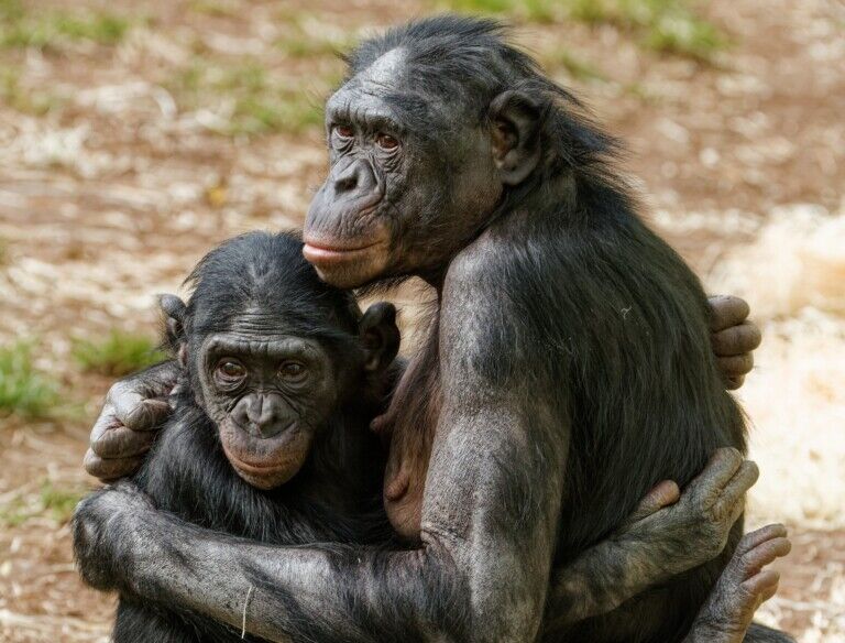 twycross zoo bonobo