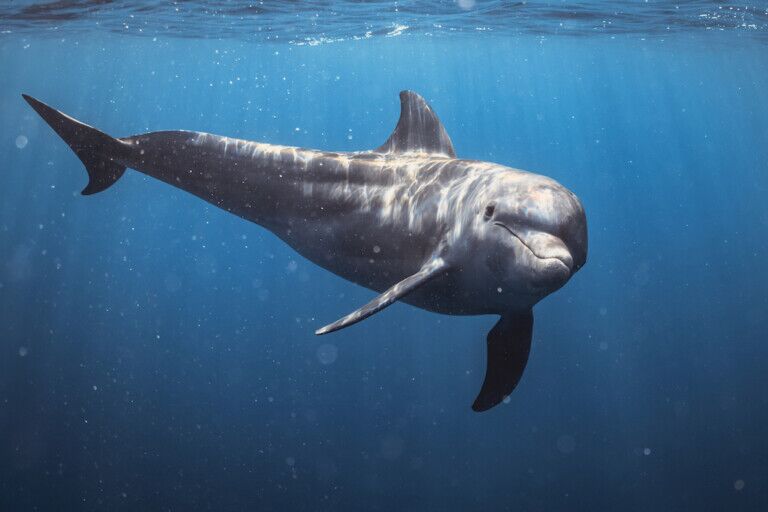 Immotion Dolphins of the Reef