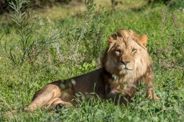 oakland zoo conservation lion