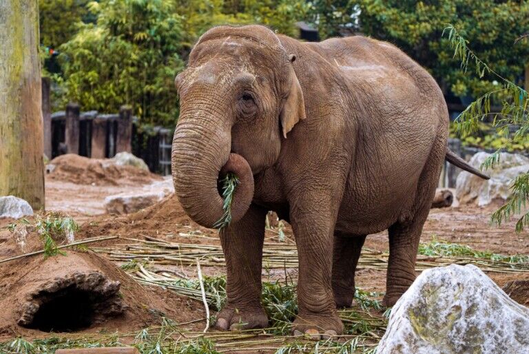 chester zoo elephant