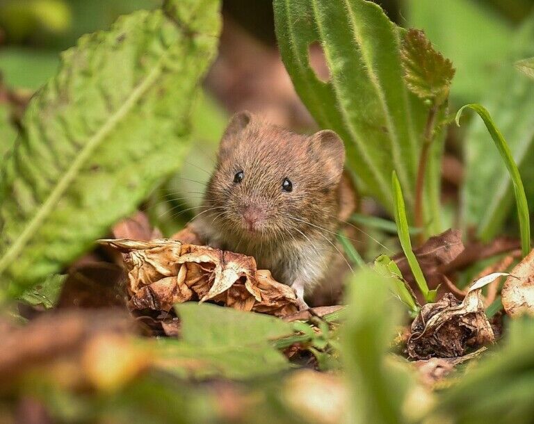 chester zoo networks for nature