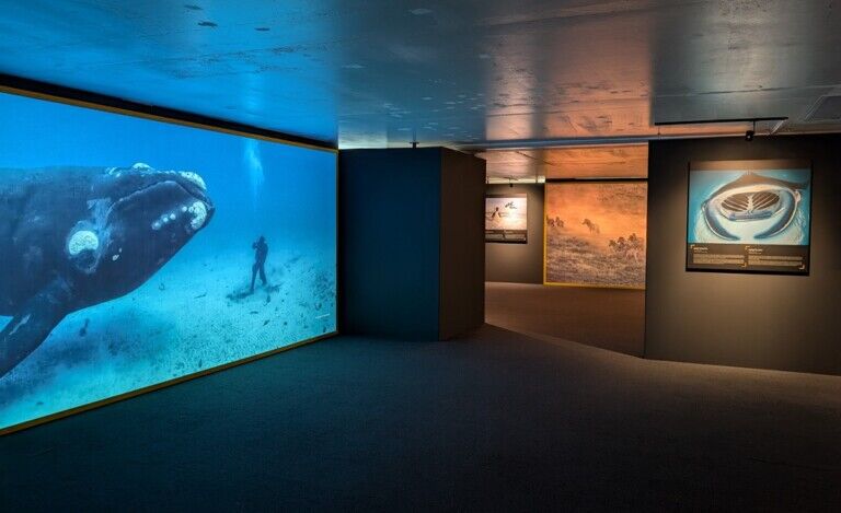 National Geographic Liège-Guillemins station The Greatest Wildlife Photographs courtesy of Europa Expo