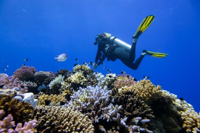 red sea global coral
