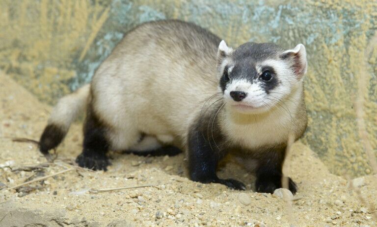 smithsonian national zoo ferrets