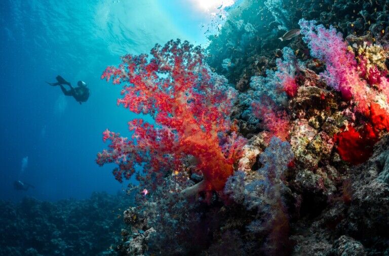 red sea global