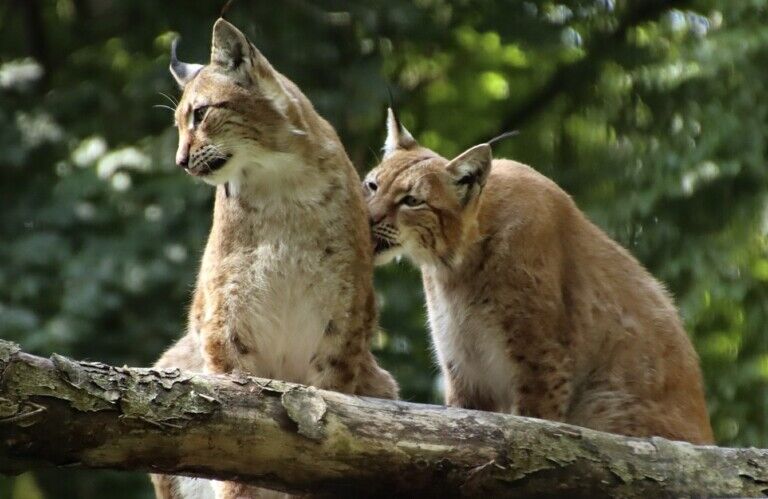 eurasian lynx aalborg zoo