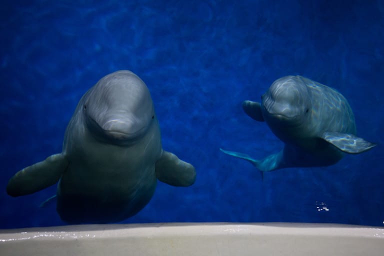 sea life trust little grey little white beluga whales iceland
