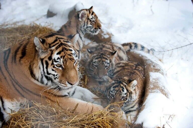 Zoological Association of America