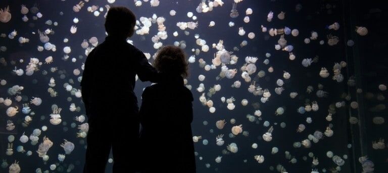 attractions industry coronavirus update - Vancouver Aquarium may be forced to close permanently